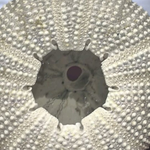 Sea Urchin Shell natural, like new
