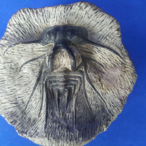 Trilobite display models set of 3, synthetic material, Moroccan