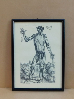 Italian engraving anatomy of human body like new