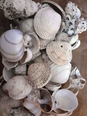 Seashells new collection 600g from Greek seas