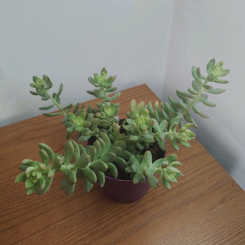 Succulent fully grown