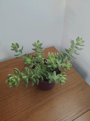 Succulent fully grown