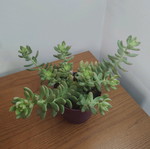 Succulent fully grown