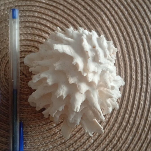Spondylus and Antigona closed bivalve shells set, like new