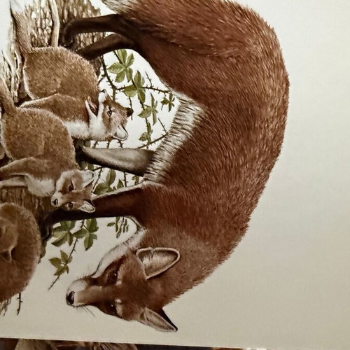 Artis Historia Vintage Mammals Illustration Lot, 120 Prints, 1971
