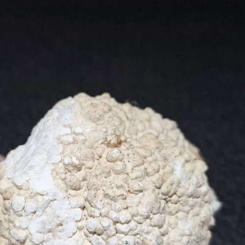 Fossilized Horn Coral with Calcite Crystals like new, 545g