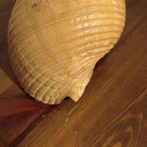 Natural shell large size like new