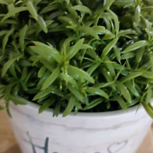Decorative pot with artificial plant Home Sweet Home new