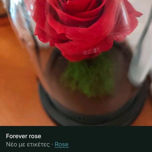 Forever rose new, in its box