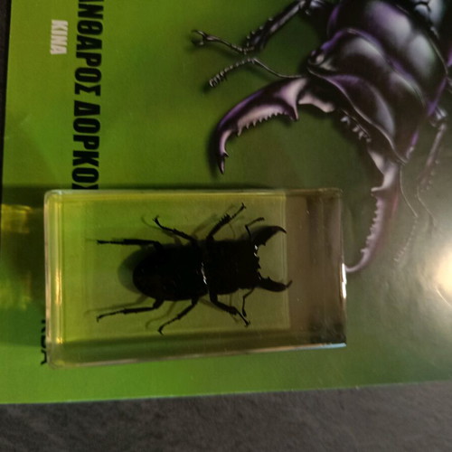 Real Insects Issue 20 used