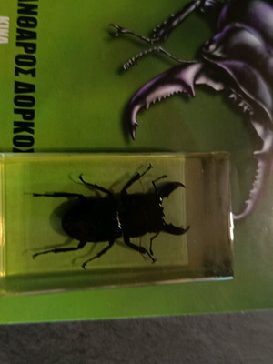 Real Insects Issue 20 used