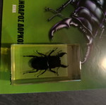 Real Insects Issue 20 used