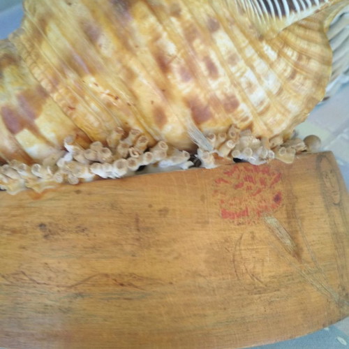 Vintage shell lamp used with wooden base