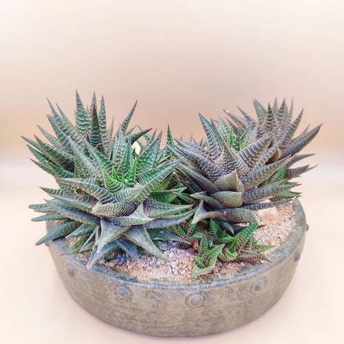 Haworthia limifolia bonsai pot new