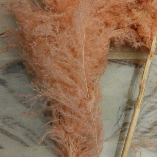 Decorative plants like new, feathers