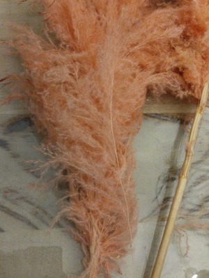Decorative plants like new, feathers