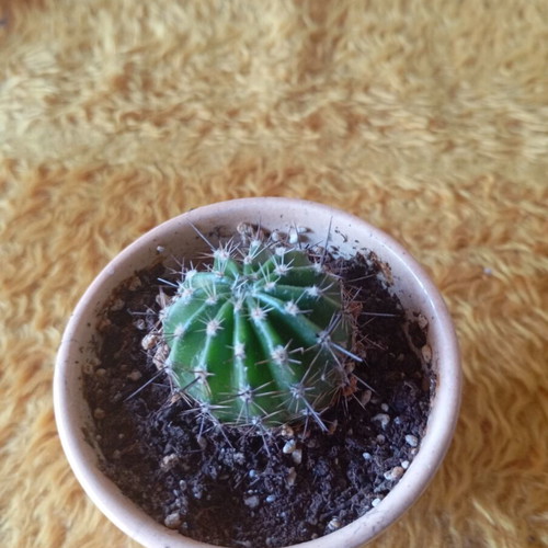 Echinopsis cactus in ceramic pot new