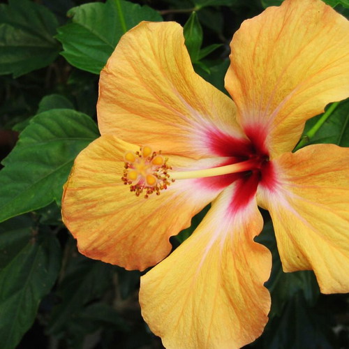 Hibiscus plant seeds mix colors, pack of 20