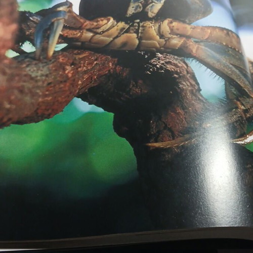 The Starfish and the World of the Depths book used