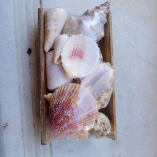 Decorative seashells new, assorted on bamboo base 15x8cm