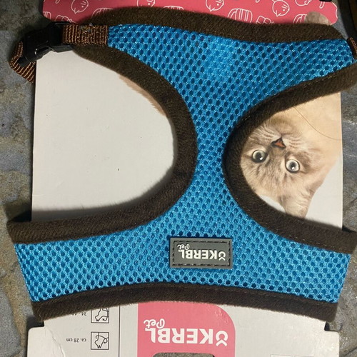 Cat collar with harness leash new