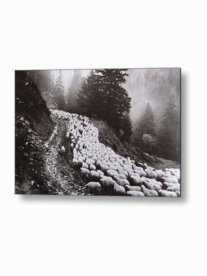 Poster Herds of Sheep Somewhere in Pindos new