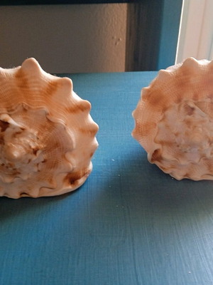 Κοχύλια μεταχειρισμένα, δύο μαζί