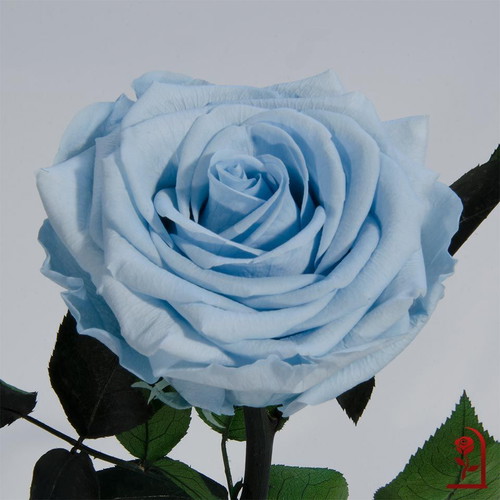 Light Blue Eternal Rose in Glass Dome made to order