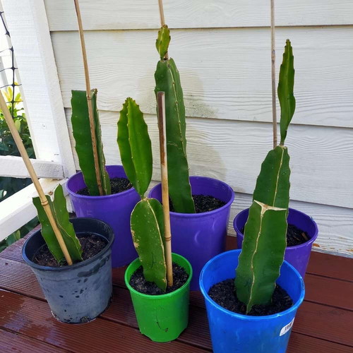 Dragon Fruit Cuttings new, 15-20 cm length