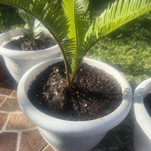 Cycas newborn plant in excellent condition