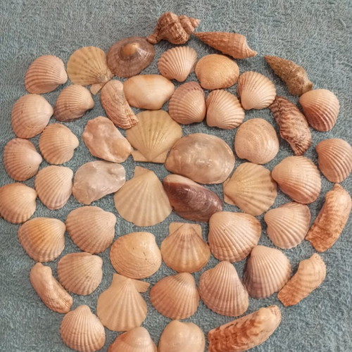 Natural seashells varnished, pack of 50, like new