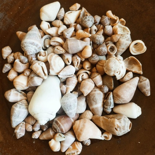 Seashells new, choose any quantity