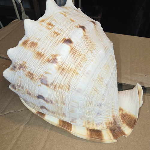 Cassis Cornuta shell used, large natural collectible 15cm