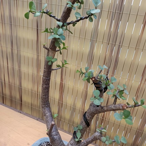 Portulacaria afra bonsai 41cm new