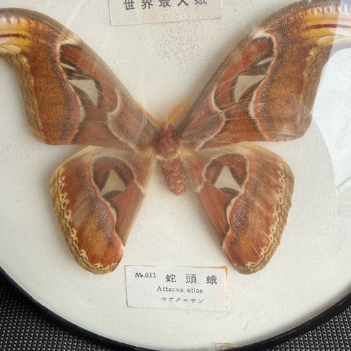 Attacus atlas moth like new, known as Atlas moth