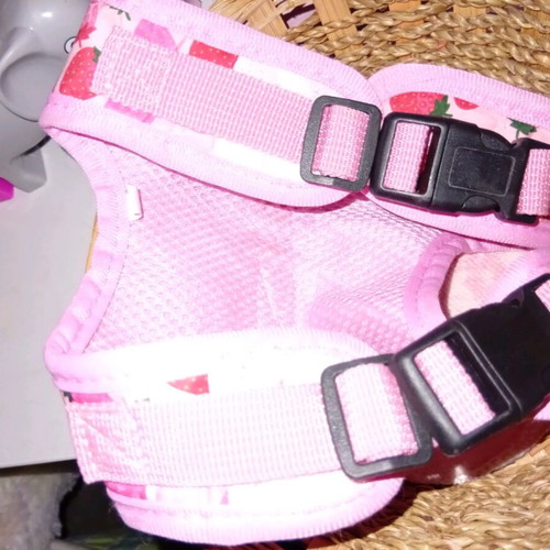 Strawberry leash used for cat or small dog