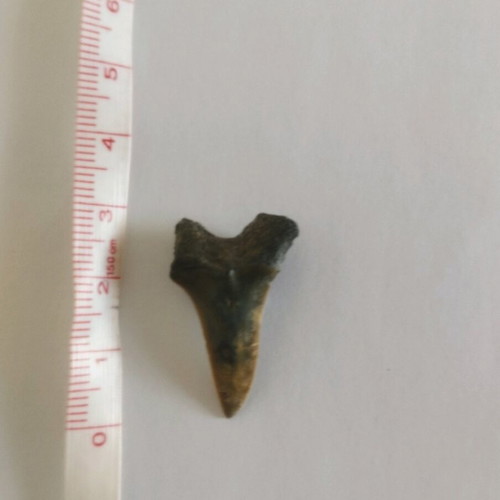 Fossilized shark tooth like new