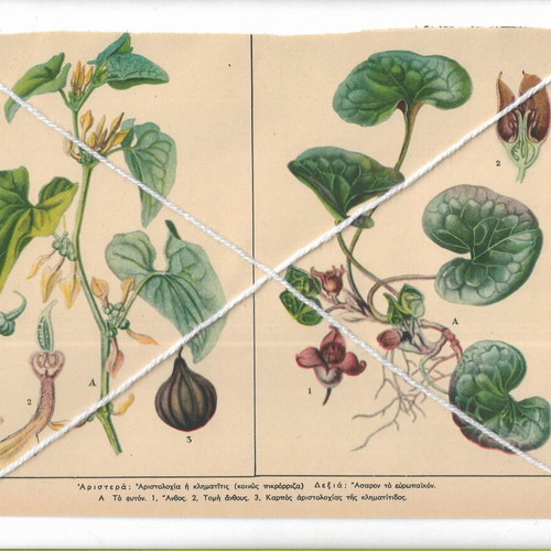 Printed materials on Greek flora plants and flowers, pack of 4, like new
