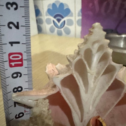 Decorative piece with shells and corals like new