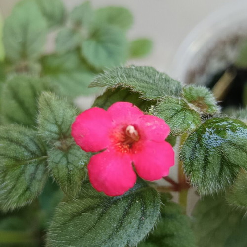 Achimenes erecta plant new