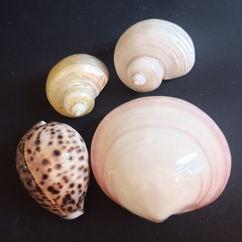 Collectible Natural Exotic Seashells Set of 4 like new