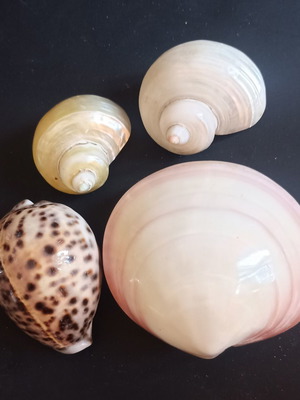 Collectible Natural Exotic Seashells Set of 4 like new