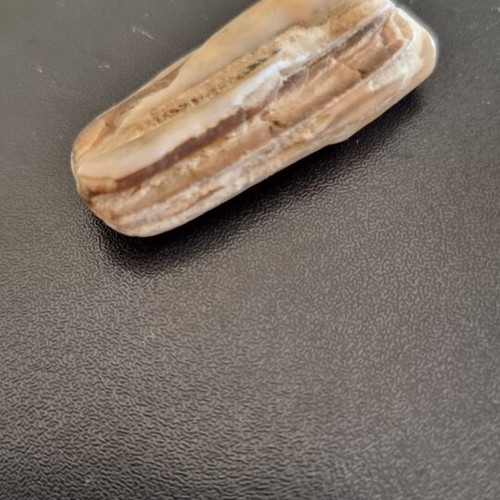 Fossil horse teeth like new from Nea Moudania sea