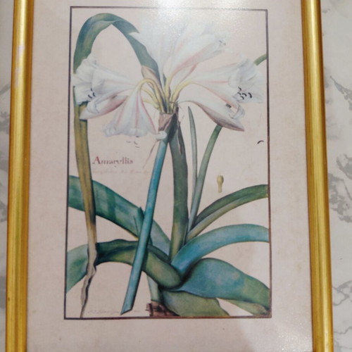 Set of three botanical prints in gold wooden frames