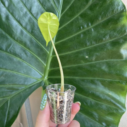 Alocasia Longiloba baby plant new, indoor tropical foliage