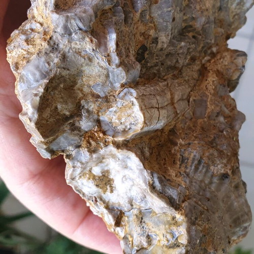 Multiblock Rudists Radiolites Fossil from Thebes Cretaceous