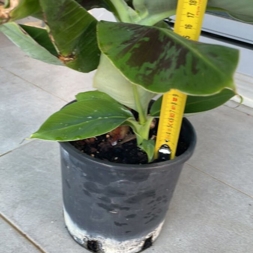 Banana plant 22cm new, plus 1 small