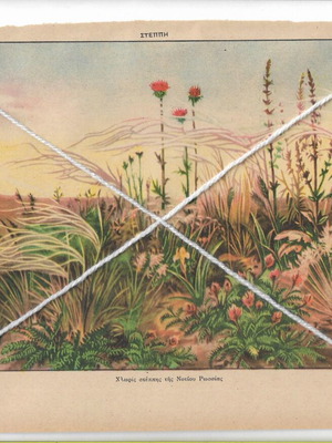 Vintage Print 'Chloris Steppis of Southern Russia' 1950s Decoration