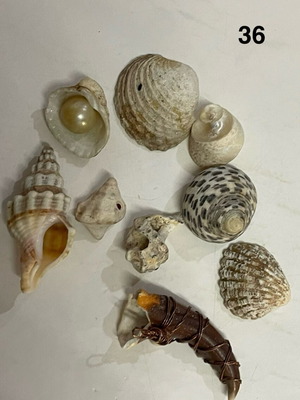 Shells and Pebbles Pack like new for Crafts