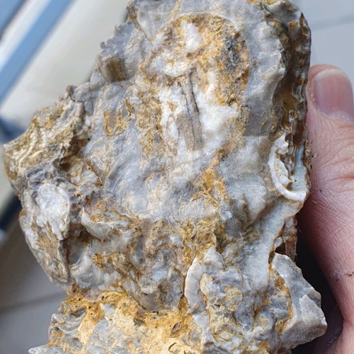 Multiblock Rudists Radiolites Fossil from Thebes Cretaceous